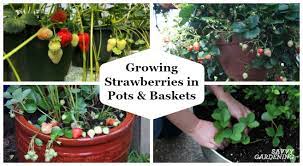 Free ship on orders $15+ · seeds ship free · free ship $40+: Growing Strawberries In Pots And Baskets How To Plant Grow Winterize