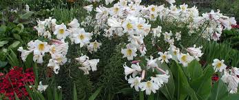 Wir werden versuchen, antworten auf diese fragen zu geben. Vom Geheimnis Der Weissen Lilien