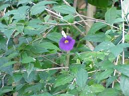 Image result for Thunbergia erecta