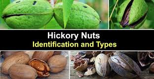 نتیجه جستجوی لغت [hickory] در گوگل