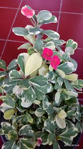 Oc cactus & succulent show 2019.remember to like and subscribe if you want to see more!song: Variegated Crown Of Thorns Euphorbia Milii Possibly Pink Charm