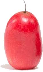 Grows indoors or out this plant requires only partial sunlight and occasional watering. Ruby S Miracle Berry