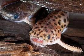 It is a very attractive fish, especially when fully grown. Weird Jaguar Catfish Is Covered In Spines And Lives In Wooden Logs New Scientist