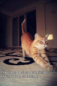 H P Lovecraft Explains Why Cats Are The Best Cats Cat Stretching Lovecraft
