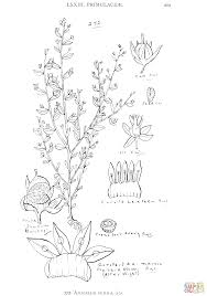 Image result for Anagallis pumila