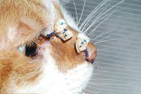 Apalagi, buat kamu yang punya anak kucing. 5 Penyebab Kucing Sakit Mata Cara Mengobati Secara Alami