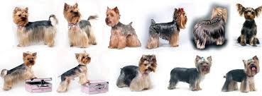 Jul 20, 2020 · however, these long beautiful coats need daily care to prevent tangling. Three Types For Yorkshire Terriers Hairstyles What You Need For Appropriate Haircut How To Cut Yorkie