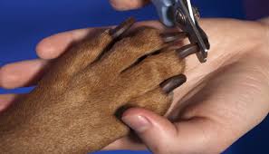 Styptic powder is a cornstarch mix (some people use flour as a substitute) that is made to stop bleeding in animals. 5 Ways To Stop Your Dogs Nail From Bleeding Puppy Leaks