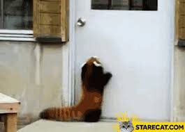 Let Me In Jumping Gif Animation Starecat Com