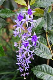 Image result for Verbenaceae