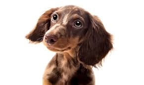 Red, black & tan, cream, black & cream, blue & cream, chocolate & tan, chocolate & cream, blue & tan, fawn & tan (isabella), fawn & cream, wheaton and wild boar. Dachshund Names 70 Delightful Dreamy Wiener Dog Names All Things Dogs All Things Dogs