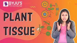 Check spelling or type a new query. Plant Tissues Youtube