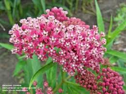 If you understand the amount of sunlight a plant needs, you can arrange your garden so that the right plants always get the right allowance of sunshine. Native Perennials For Moist To Wet Soils In Partial To Full Sun Horticulture And Home Pest News