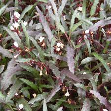 Dragon S Tongue Hemigraphis Repanda Tooth Mountain Nursery