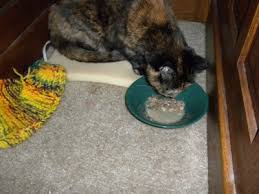 Cats may not really have nine lives, but factors such as diet, healthcare and environment can have an impact on how long a cat can live. New Appetite Stimulant Thecatsite