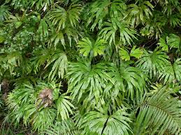 Image result for Sinopteridaceae