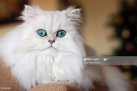 pin by phong y dao on persian cars traditional doll face cat breeds cats cute cats