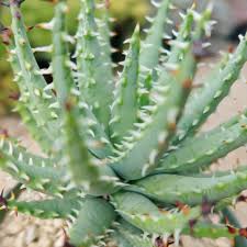 Image result for Aloe pienaarii