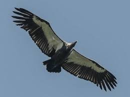 In birds of the world (j. White Rumped Vulture Gyps Bengalensis Birds Of The World