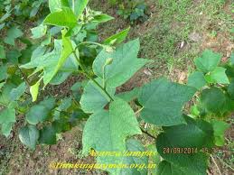 Image result for Azanza lampas