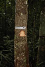 Image result for Heisteria zimmereri