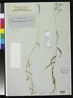 Image result for Panicum hochstetteri