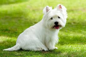 They have attained the status of being one of the most popular breeds. West Highland White Terrier Breeders Price And Puppies For Sale