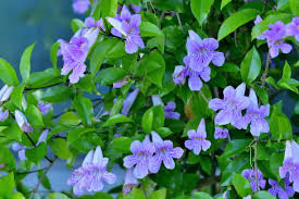 Image result for Bignonia callistegioides