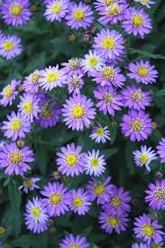 Aster Ageratoides Ezo Murasaki Purple Flowers Garden Butterfly Garden Plants Rabbit Resistant Plants
