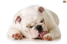Why Might Your Dog Be Licking Their Paws Obsessively Pets4homes
