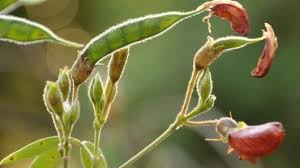 Image result for Cajanus cajan