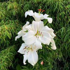 Ein Blumengruss Zum Wochenende Ich Hoffe Ihr Hatte Ein Ebenso Gechilltes Und Sonniges Wochenende Wie Wir Madonnenlilie Lilie In 2020 Blumen Blumengruss Lilien