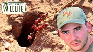 Western Harvester Ants in Their Natural Habitat