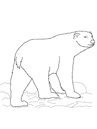 Planse de colorat animale toad con fise de colorat cu. Desene Cu Ursul Polar De Colorat Imagini È™i PlanÈ™e De Colorat Cu Ursul Polar