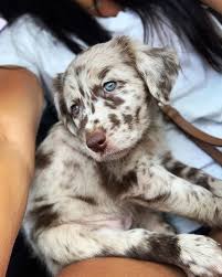 Dogs Love Photooftheday Dog Photography Puppy Travel Beautiful Cute Nature Puppies Picoftheday Art Dogofth In 2020 Pretty Dogs Cute Dogs Cute Dogs Breeds