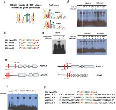 Convert currency 749 eur to usd. Hrs1 Hhos Garp Transcription Factors And Reactive Oxygen Species Are Regulators Of Arabidopsis Nitrogen Starvation Response Biorxiv