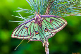 At the end of april and beginning of may the moth begins to hatch after overwintering in the cocoon. Spanish Moon Moth Graellsia Isabellae Inaturalist Ca