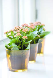 Tres Kalanchoes Repousam No Beiral Dessa Janela Absorvendo Toda A Luz Que Entra No Ambiente Vasos Rusticos Suculentas Decoracao