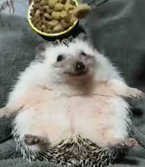 Hedgehog Eat Gif Hedgehog Eat Hungry Discover Share Gifs Cute Hamsters Hedgehog Eating Cute Animals