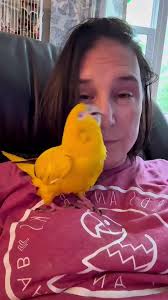 Are you guys sick of her yet? I just adore this child. #goldenconure