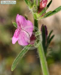 Image result for Misopates