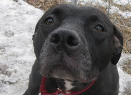Black Dogs For Adoption Fargo Pitbull Mix Black Pitbull Black And White Pitbull