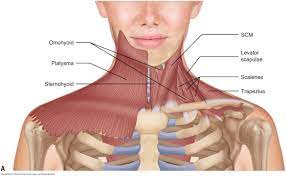 People interested in anterior neck anatomy also searched for. Muscles Of The Neck Musculature Of The Cervical Spine