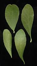 Image result for Gymnosporia heterophylla
