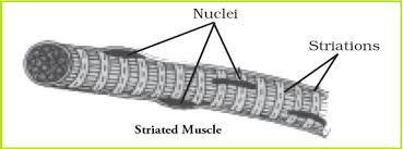 Smooth muscle (textus muscularis levis). Ncert Class 9 Science Solutions Chapter 6 Tissues Part 2 Flexiprep