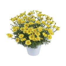 Image result for Argyranthemum frutescens
