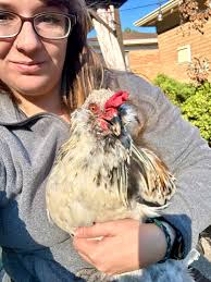 Can anyone tell me what this body language is from my roo after I cuddle  him. He has no problem being held. So does he love me or hate me?