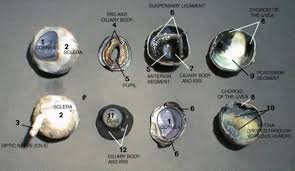 Image result for eyeball enucleation cattle