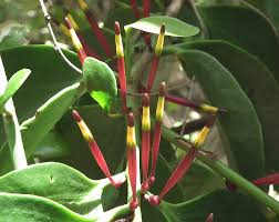 Image result for Agelanthus terminaliae