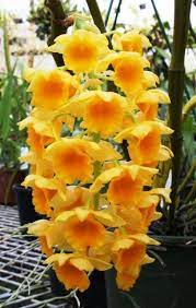 Dendrobium Densiflorum Wow This Is An Amazing Flower I Would Never Have Guessed It Was An Orchid G Amazing Flowers Flower Garden Pictures Beautiful Flowers